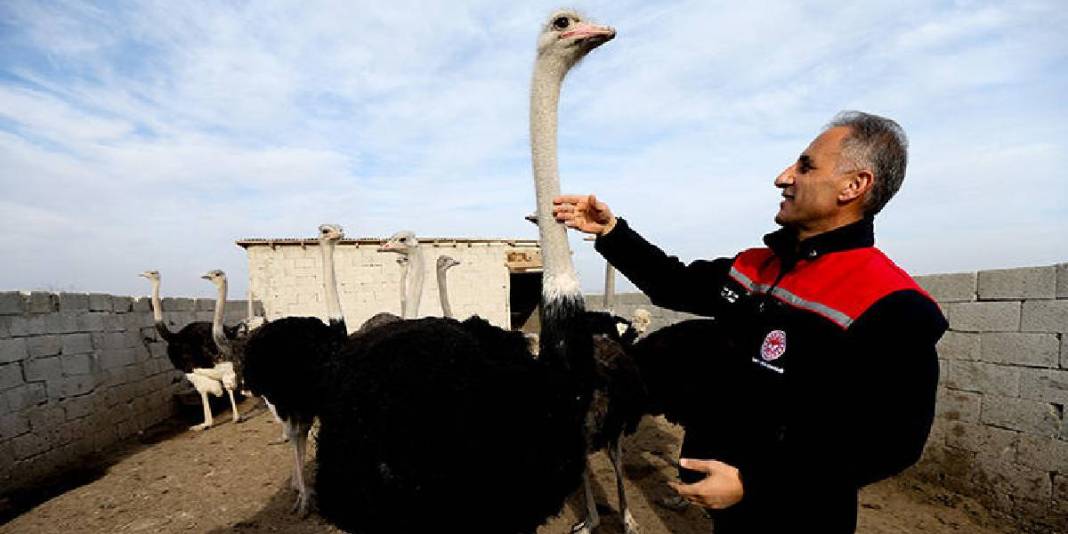 İstanbul’da devekuşu gördü yetiştirmek için Kars’a döndü! Şimdi çiftliğini kuruyor: 7 dönümde sayıları 1 yılda 11’e çıktı 1